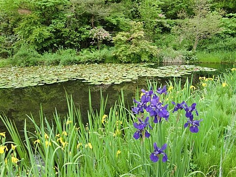 池のアヤメ