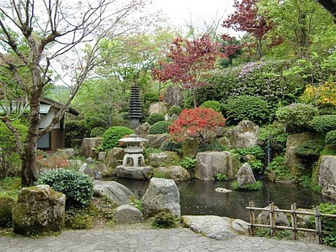日本庭園の花