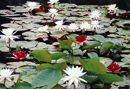 池に咲く水連
